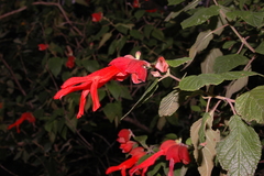 Salvia sessei