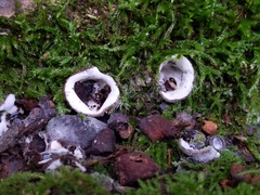 Hypomyces stephanomatis