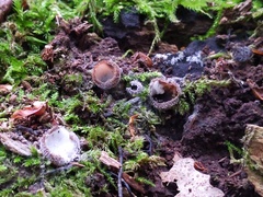 Hypomyces stephanomatis