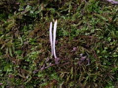Clavaria acuta