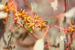 Eucalyptus yalatensis