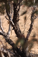 Eucalyptus yalatensis