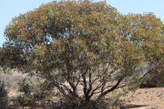 Eucalyptus yalatensis