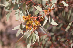Eucalyptus yalatensis