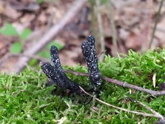 Xylaria cornu-damae