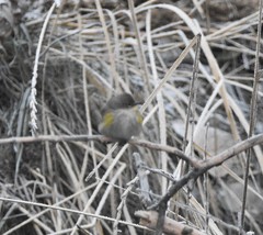 Setophaga coronata
