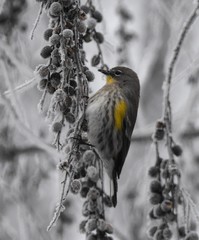 Setophaga coronata auduboni