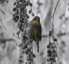 Setophaga coronata auduboni