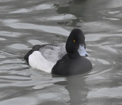 Aythya affinis