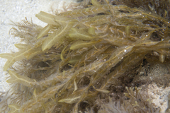 Dictyopteris australis