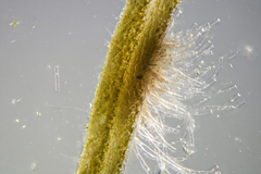 Dictyopteris australis