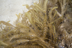 Dictyopteris australis