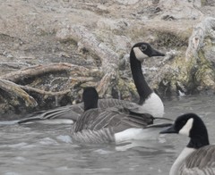 Branta canadensis