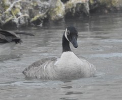 Branta canadensis