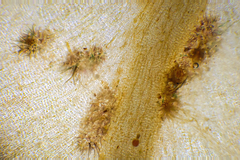 Dictyopteris australis