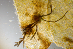 Dictyopteris australis