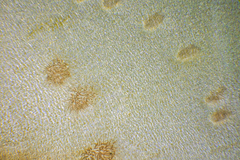 Dictyopteris australis