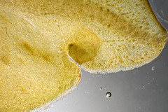 Dictyopteris australis