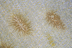 Dictyopteris australis