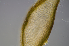 Dictyopteris australis