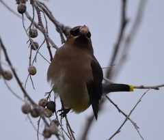 Bombycilla cedrorum