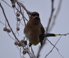 Bombycilla cedrorum