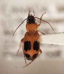 Badister neopulchellus