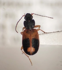 Badister elegans