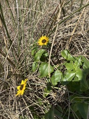 Helianthus debilis image