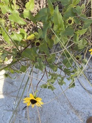 Helianthus debilis image