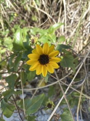 Helianthus debilis image