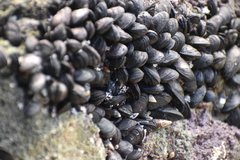 Brachidontes