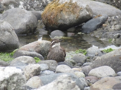 Cinclodes patagonicus