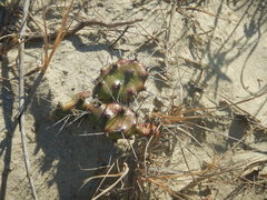 Opuntia drummondii