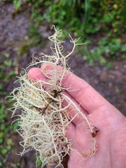 Usnea cornuta
