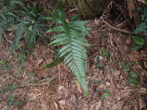 Microlepia marginata iNat (3)