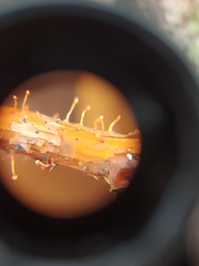 Nectria pseudotrichia