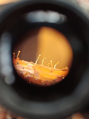 Nectria pseudotrichia