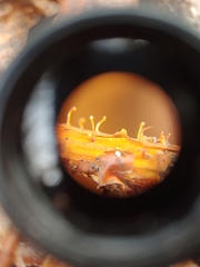 Nectria pseudotrichia