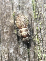 Psocodea