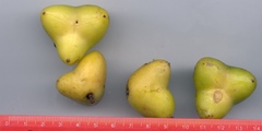 Turpinia tricornuta