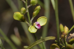 Comesperma integerrimum