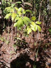 Turpinia tricornuta
