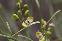 Comesperma integerrimum