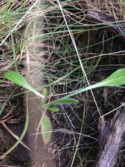 Pilosella aurantiaca