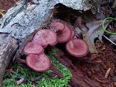 Callistosporium purpureomarginatum