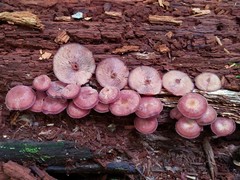 Callistosporium purpureomarginatum