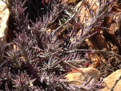 Castilleja cinerea