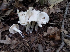 Cuphophyllus angustifolius