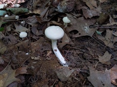 Cuphophyllus angustifolius